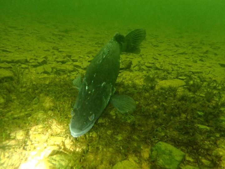 Zander im Edersee