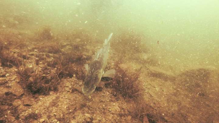 Fischfund im Edersee